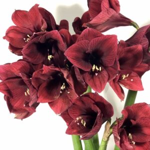 The Amaryllis