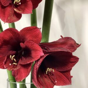 The Amaryllis