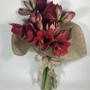The Amaryllis