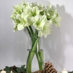 The Amaryllis